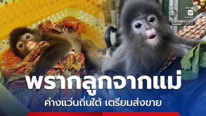 ทลายเครือข่ายค้าสัตว์ป่า จับผู้ต้องหาขายค่างแว่นถิ่นใต้