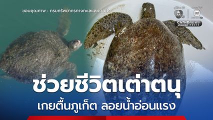 กรมทะเล ช่วยชีวิตเต่าตนุเกยตื้นภูเก็ต ลอยน้ำอ่อนแรง คาดถูกวัตถุแข็งกระแทก