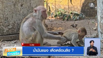 น้ำมันแพง เดือดร้อนลิง ? จ.เลย