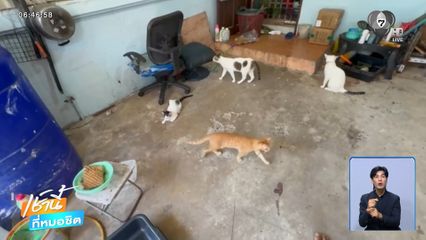 สุดทน ! เพื่อนบ้านเลี้ยงแมวเกือบ 30 ตัว จ.นนทบุรี