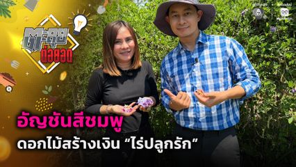 ตะลุยต่อยอด : อัญชันสีชมพู ดอกไม้สร้างเงิน