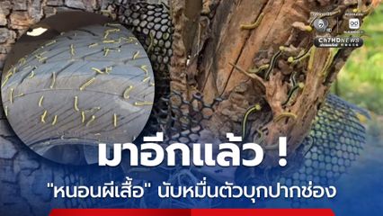 มาอีกแล้ว "หนอนผีเสื้อ" นับหมื่นตัวบุกปากช่อง