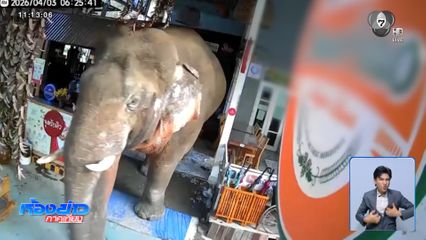 ช้างป่าเขาใหญ่ บุกร้านอาหารรอบ 2 จ.นครราชสีมา