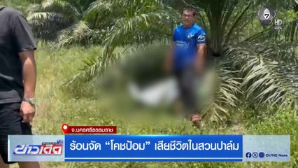 ร้อนจัด โคชป้อม เสียชีวิตในสวนปาล์ม จ.นครศรีธรรมราช