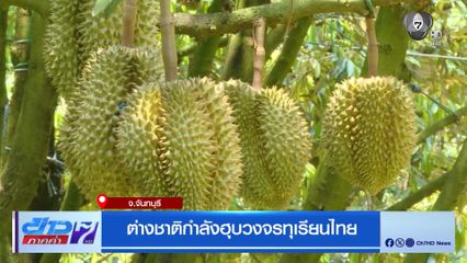 ต่างชาติกำลังฮุบวงจรทุเรียนไทย