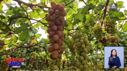 ปลูกองุ่นเมืองร้อน ทำได้จริง