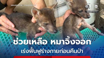 ช่วยเหลือ หมาจิ้งจอก พลัดหลง พร้อมเร่งดูแลฟื้นฟูร่างกายก่อนปล่อยคืนสู่ธรรมชาติ