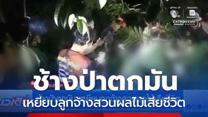 ช้างป่าตกมัน เหยียบลูกจ้างสวนผลไม้เสียชีวิต