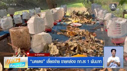 มดแดง เลี้ยงง่าย ขายคล่อง กก.ละ 1 พันบาท