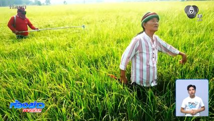 ของแพง ชาวนาน้ำตาตกใน ข้าวเมล็ดลีบ จ.อุทัยธานี