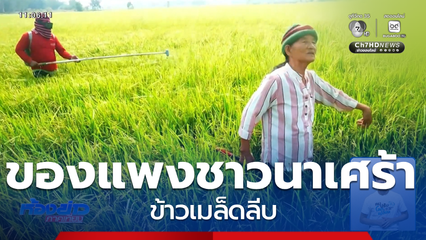 ของแพง ชาวนาน้ำตาตกใน ข้าวเมล็ดลีบ จ.อุทัยธานี