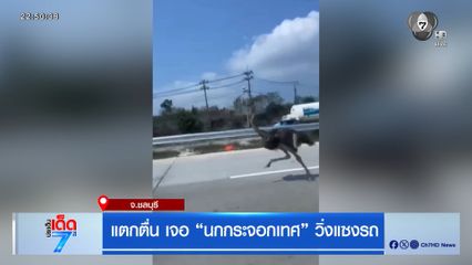 แตกตื่น เจอ "นกกระจอกเทศ" วิ่งแซงรถ