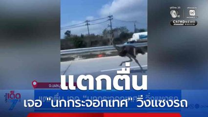 แตกตื่น เจอ "นกกระจอกเทศ" วิ่งแซงรถ