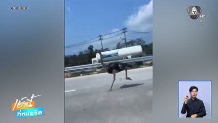 แตกตื่น ! นกกระจอกเทศ เตลิดกลางถนน