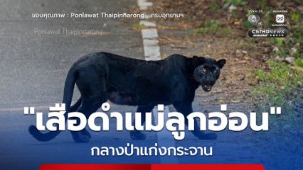 สัญญาณดี "เสือดำแม่ลูกอ่อน" กลางป่าแก่งกระจาน ตอกย้ำความสมบูรณ์สมฐานะมรดกโลก