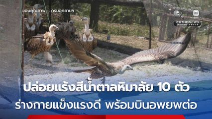 ฟื้นฟูร่างกายสมบูรณ์! ปล่อยแร้งสีน้ำตาลหิมาลัย 10 ตัว กลับคืนสู่เส้นทางอพยพ ก่อนหน้านี้อ่อนแรงจากการเดินทางไกล