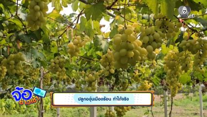 ปลูกองุ่นเมืองร้อน ทำได้จริง