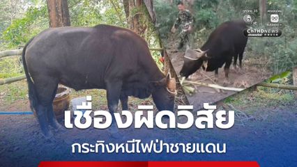 พบกระทิงหนีไฟป่าชายแดน พฤติกรรมเชื่องผิดวิสัยสัตว์ป่าตามธรรมชาติ