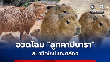 สวนสัตว์เปิดเขาเขียว ฉลองสงกรานต์ อวดโฉม “ลูกคาปิบารา” สมาชิกใหม่แกะกล่อง