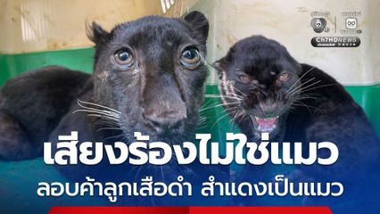 ล่อจับขบวนการส่งลูกเสือดำข้ามแดน คาดเอี่ยวกลุ่มทุนจีนเทา