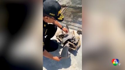 เปรูยึด หูฉลาม กว่า 2,000 ชิ้น ในโรงงานแปรรูปเถื่อน