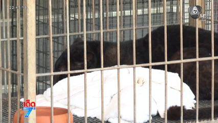 จับ ชาย-หญิงชาวเมียนมา ลอบค้า "ลูกเสือดำ"