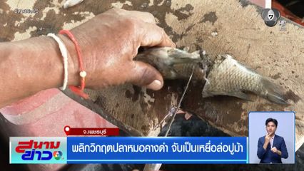 พลิกวิกฤตปลาหมอคางดำ จับเป็นเหยื่อล่อปูม้า