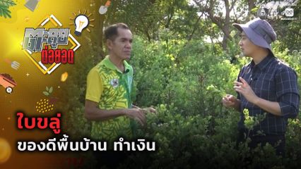 ตะลุยต่อยอด : ใบขลู่ ของดีพื้นบ้าน ทำเงิน