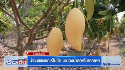 น้ำมันแพงรถเร่ไม่ซื้อ มะม่วงน้ำดอกไม้ราคาตก