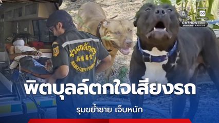 สุนัขพิตบุลล์ 2 ตัว ขย้ำชายอายุ 61 ปี บาดเจ็บ เจ้าของคาดตกใจเสียงรถ