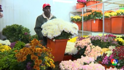 สงครามอิหร่าน กระทบผู้ส่งออกดอกไม้ในเคนยา