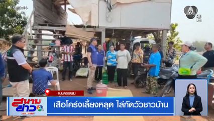 เสือโคร่งเลี้ยงหลุด ไล่กัดวัวชาวบ้าน