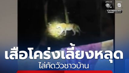 เสือโคร่งเลี้ยงหลุด ไล่กัดวัวชาวบ้าน