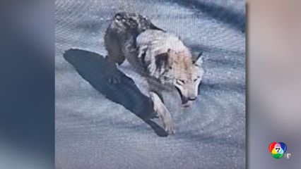 เร่งตามล่าหมาป่า หลุดจากสวนสัตว์ในเกาหลีใต้