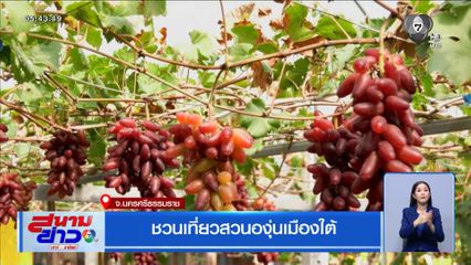 ชวนเที่ยวสวนองุ่นเมืองใต้ จ.นครศรีธรรมราช