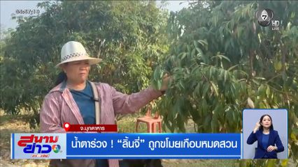 น้ำตาร่วง ! ลิ้นจี่ ถูกขโมยเกือบหมดสวน จ.มุกดาหาร