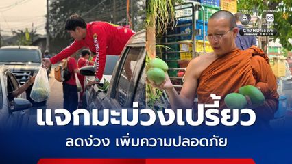วัดเจดีย์หลวง แจกมะม่วงเปรี้ยว ลดง่วง เพิ่มความปลอดภัย
