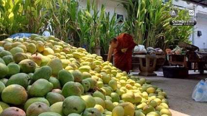 วัดเจดีย์หลวง แจกมะม่วงเปรี้ยว ลดง่วง เพิ่มความปลอดภัย