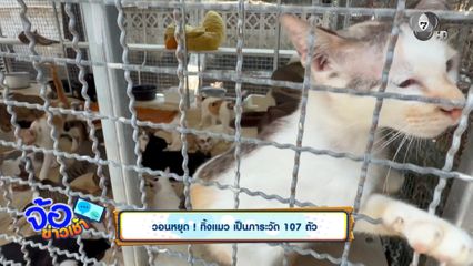 วอนหยุด ! ทิ้งแมว เป็นภาระวัด 107 ตัว