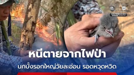 หนีตายจากไฟป่า นกบั้งรอกใหญ่วัยละอ่อน รอดหวุดหวิด
