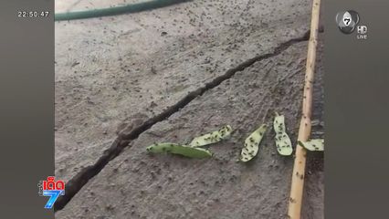 กองทัพแมลงวันบุก หมดสนุกสงกรานต์