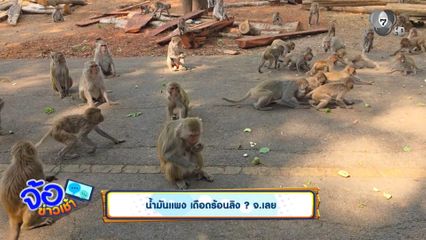 น้ำมันแพง เดือดร้อนลิง ? จ.เลย