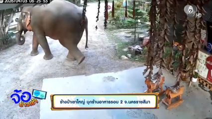 ช้างป่าเขาใหญ่ บุกร้านอาหารรอบ 2 จ.นครราชสีมา