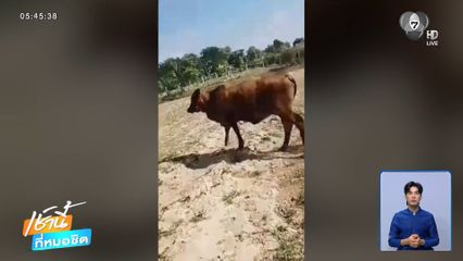 ยายสุดทนรัวภาษาเขมรด่าวัว หลังบุกกินแปลงผักเสียหาย