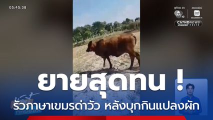 ยายสุดทนรัวภาษาเขมรด่าวัว หลังบุกกินแปลงผักเสียหาย