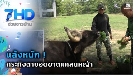 แล้งหนัก ! กระทิงตาบอดขาดแคลนหญ้า