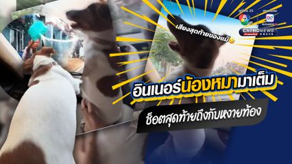 เล่นน้ำสงกรานต์ อินเนอร์น้องหมามาเต็ม ช็อตสุดท้ายถึงกับหงายท้อง