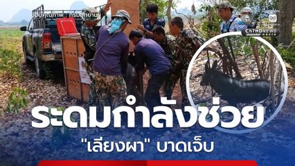 ระดมกำลังช่วย เลียงผา บาดเจ็บหลงฝูงที่ถ้ำประทุน ก่อนนำส่งรักษาที่สถานีเพาะเลี้ยงสัตว์ป่าห้วยขาแข้ง