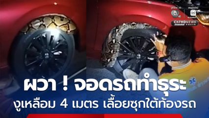 สาวผวาจอดรถข้างทาง งูเหลือม 4 เมตร เลื้อยซุกใต้ท้องรถ