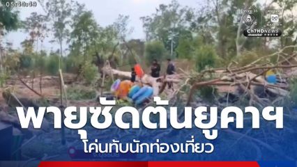 พายุถล่มพัดต้นยูคาฯ ยักษ์ โค่นทับนักท่องเที่ยว